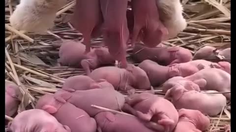 Rabbits give birth