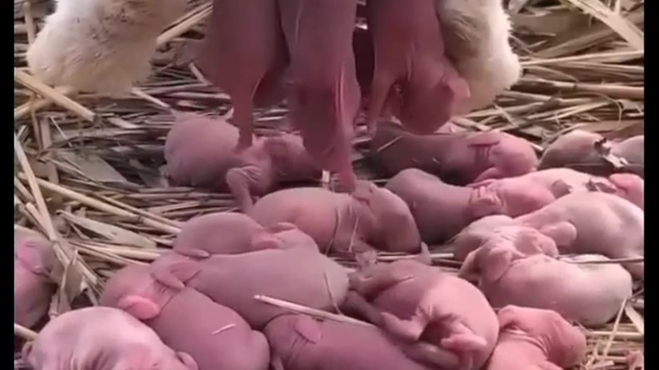 Rabbits give birth