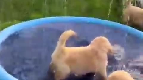 Puppies play with sprinkles pool!: