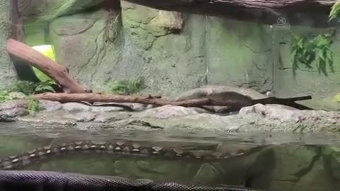 Bigg anaconda