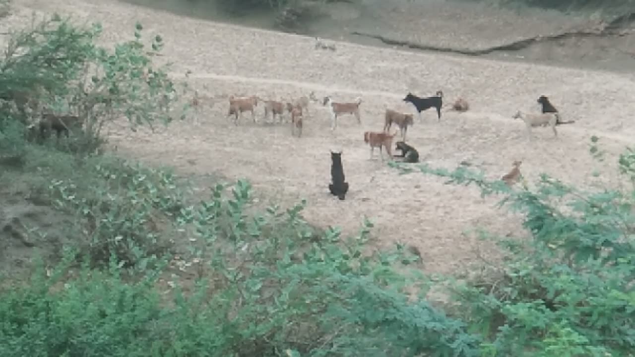 Wild dogs find it difficult to escape their territory in the dark of night