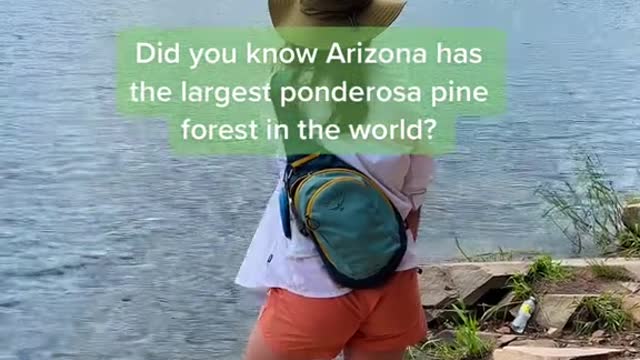 Did you know Arizona has the largest ponderosa pine forest in the world?