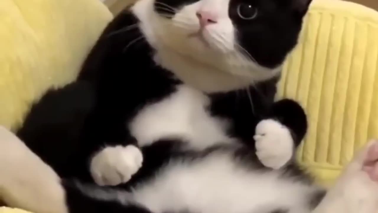 Awesome Funny cats