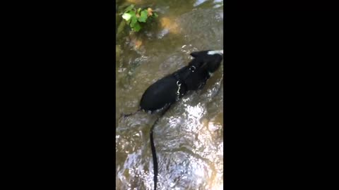 Vladdy the mini pig - swimming in the river