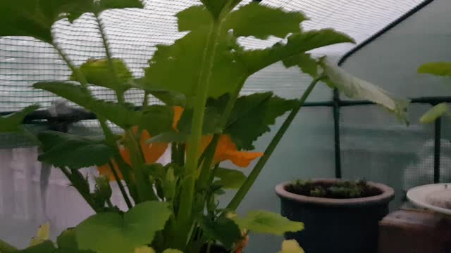 As the sun rises out my two tiny greehouses :)