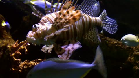 Lionfish