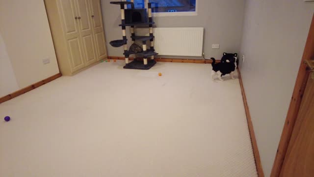 Cat Zoomies