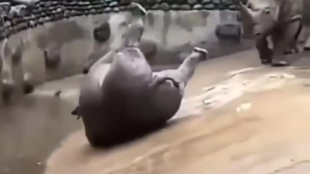 Rare instance of a graceful rhino #short