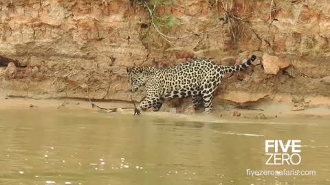 Jaguar vs Anaconda