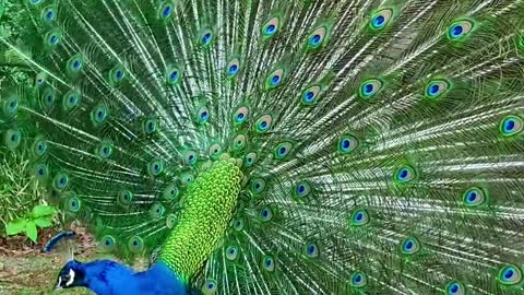 peacock fanning out its tail in a splash of colours