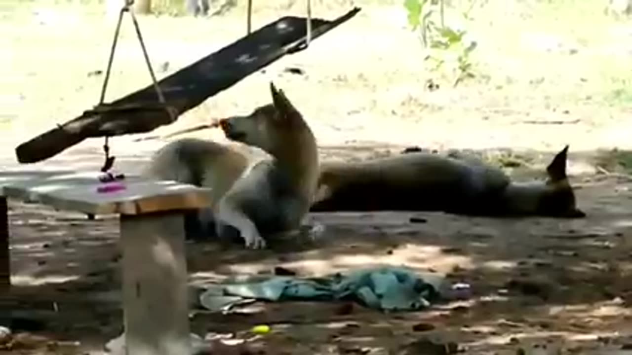 Funny animals