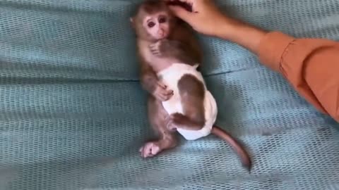 Dramatic baby monkey