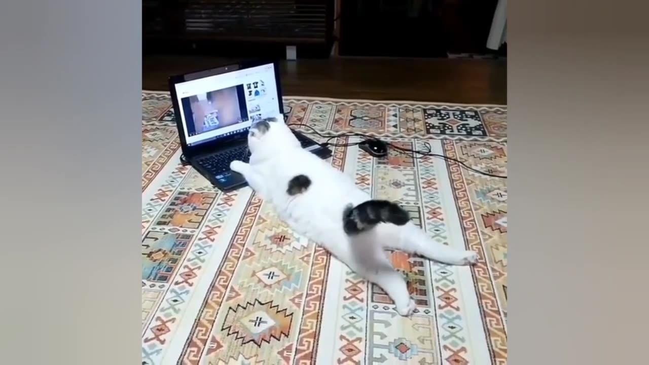 Cat funny video Pawsitively Delightful