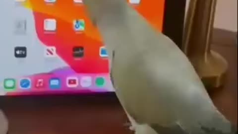 Amazing pet Parrot Video