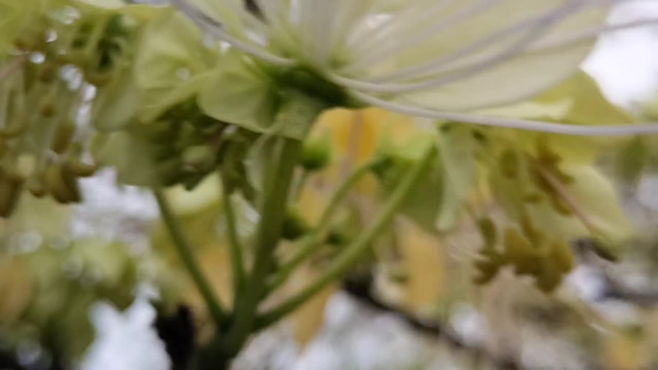 Background DSLR view