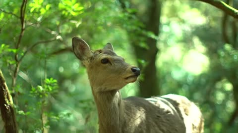 one-minute nature sound