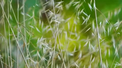 Relaxing Music | Sleeping, Meditation, Stress Relief | [6074] ⭐️