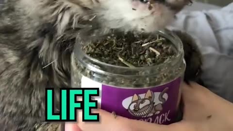 cat nip