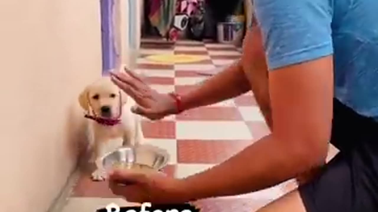 Doge training video very nice 👍👍