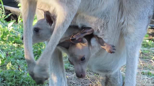 Rare Footage of Kangaroo Twins Chillin' in Pouch