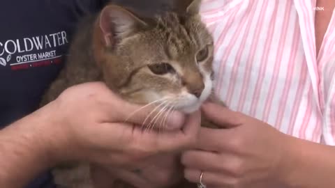 Florida Cat Lost for 7 Years Returns Home