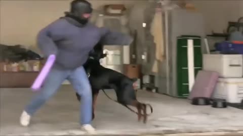 Best Way To Make Your Dog Aggressive Instantly With Few Tricks