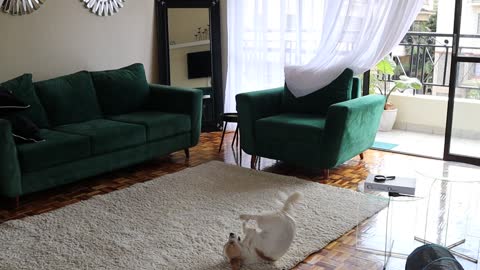 Good Dog Helps Mom With Rug