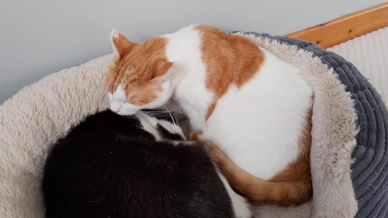 Cat Grooming Session