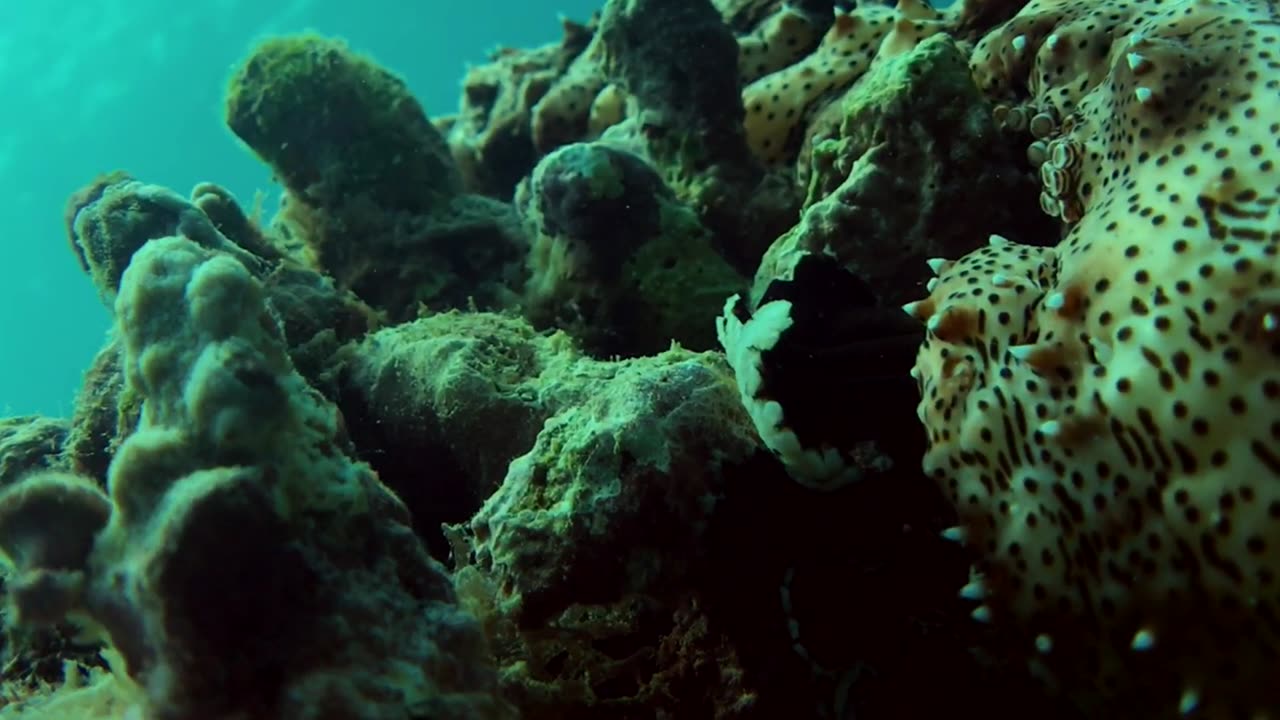 This sea cucumber looks scary in closeup view - no sound
