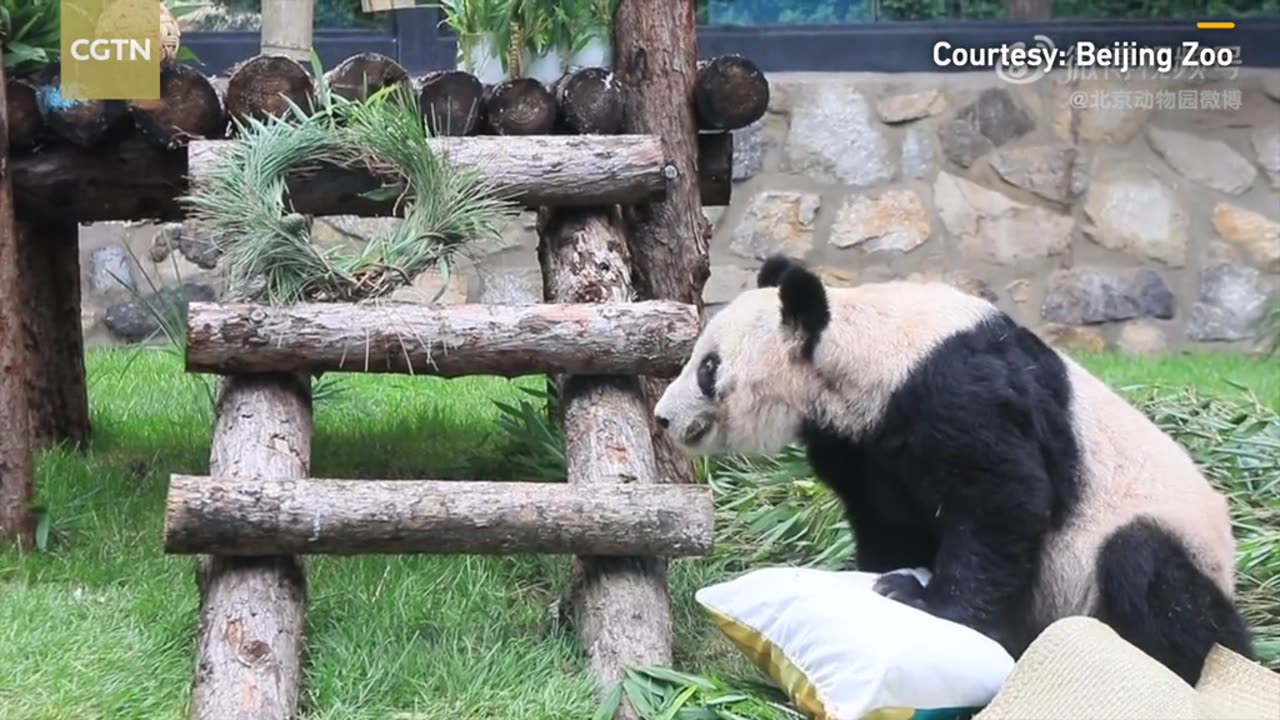 #Giantpanda Ya Ya celebrates 23rd birthday at #Beijing #Zoo