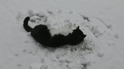 Cat Enjoying Catnip In the Snow