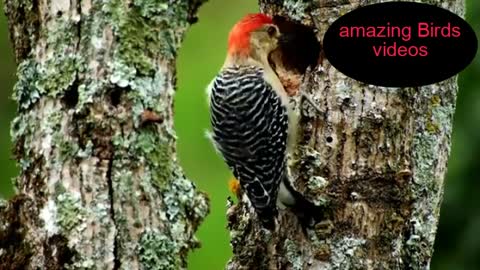 beautiful and amazing Birds videos