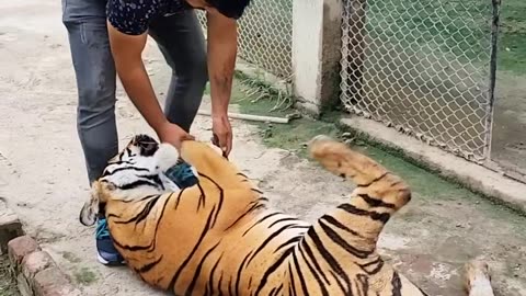 Tigers Love Meet with Tiger and Hug