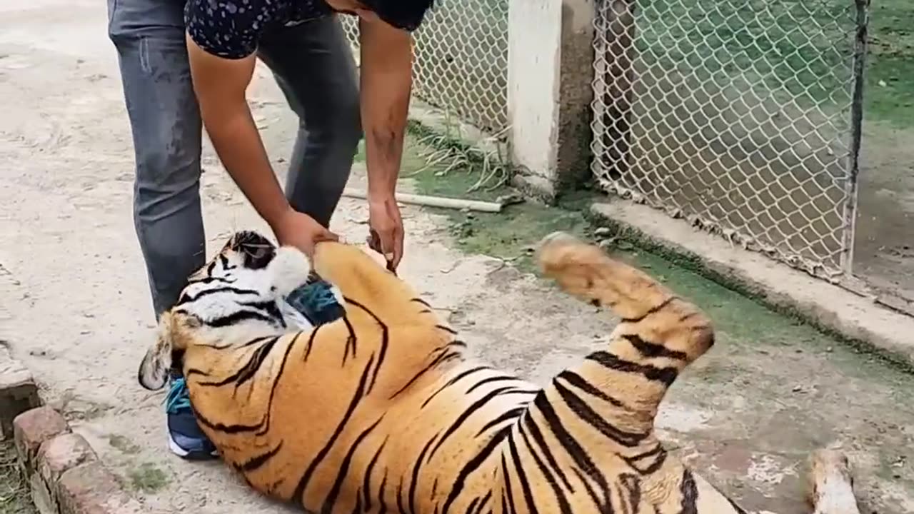 Tigers Love Meet with Tiger and Hug