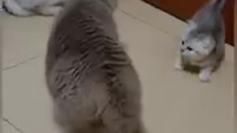 funy cat