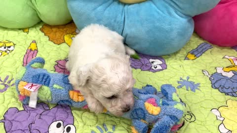 "Myles" - Male Bichon Frise