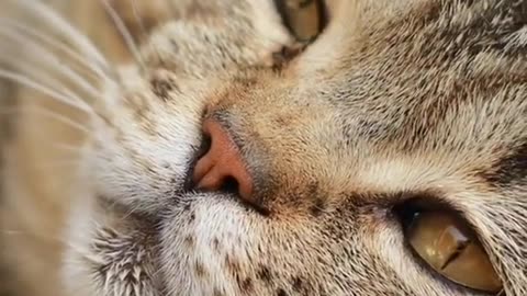 Purrfecting Your Purr-suasion: Winning Ways to Make a Cat Like You