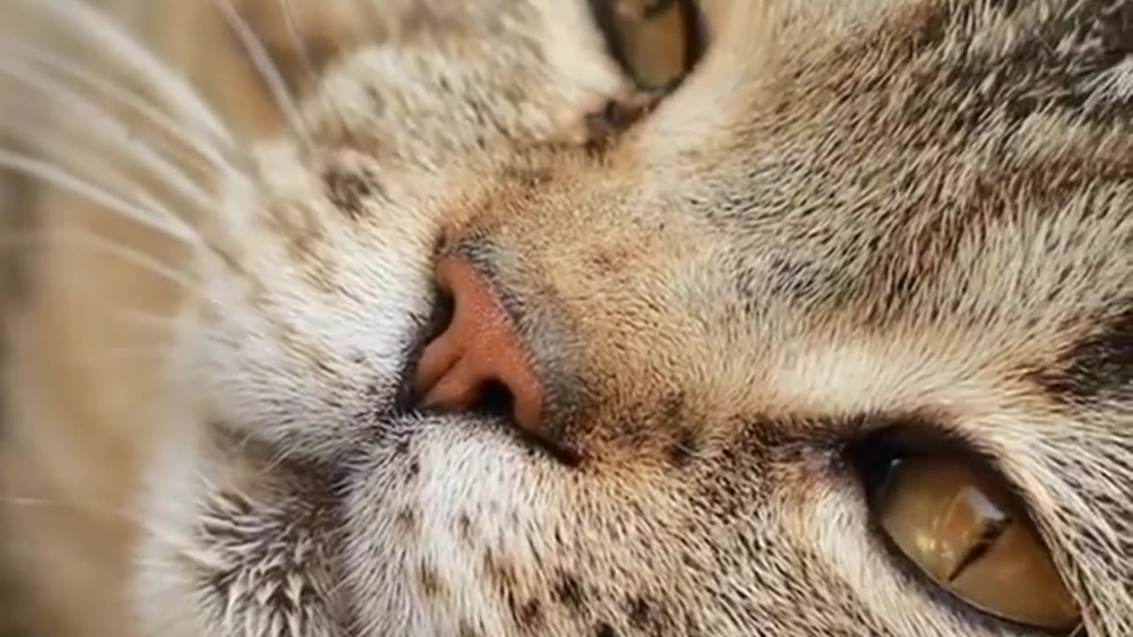 Purrfecting Your Purr-suasion: Winning Ways to Make a Cat Like You