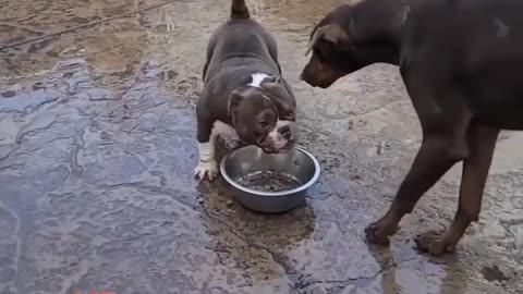 American bully #shorts