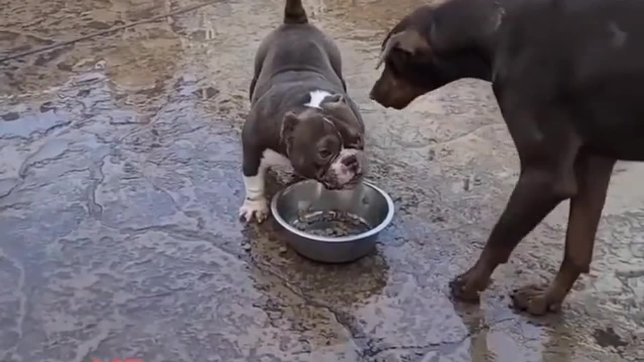 American bully #shorts