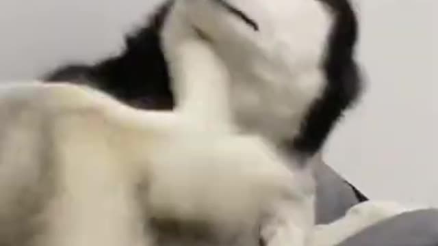 Husky_ I Can Dance 😃😃😃 - Funny Animal Videos 2021 🙈😂 #shorts.