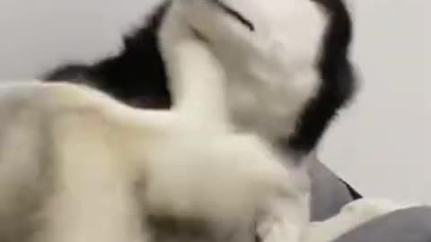 Husky_ I Can Dance 😃😃😃 - Funny Animal Videos 2021 🙈😂 #shorts.