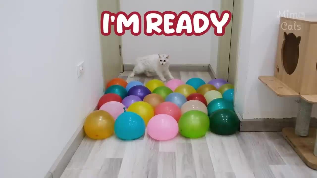 Cat vs big water balloon