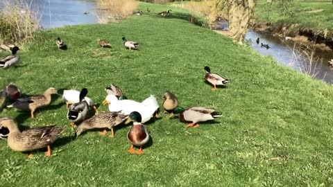 The Game of Life Reading While Enjoying Nature