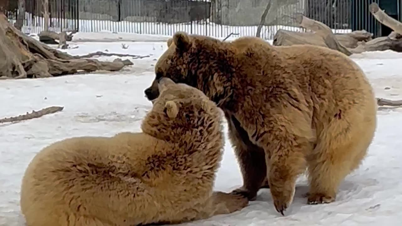 Bears Just Wanna Have Fun