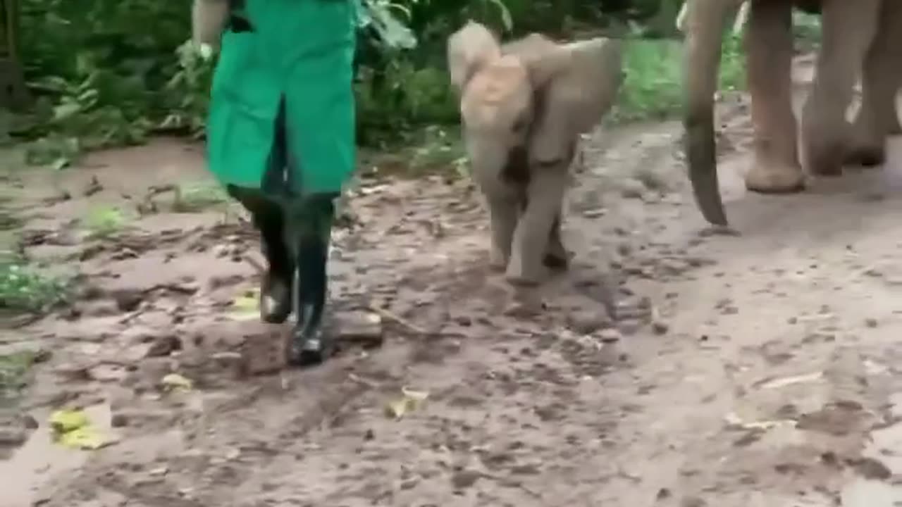 cute elephant 🐘 baby #cuteanimals #funnyanimals