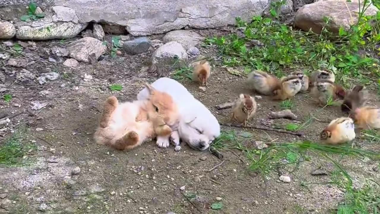 The bunny is feeding the dog milk