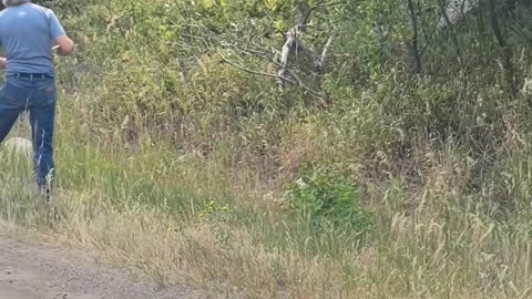 Motorists Move Stricken Bear Safely to the Side of the Road