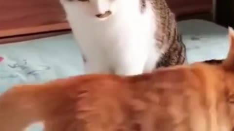 45- Cute, cute and happy as they should be #funny