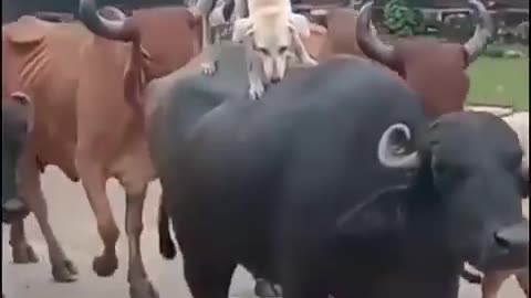 Funny dog videos 